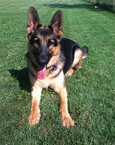 Tazer, a German Shepherd client, lying on a lawn